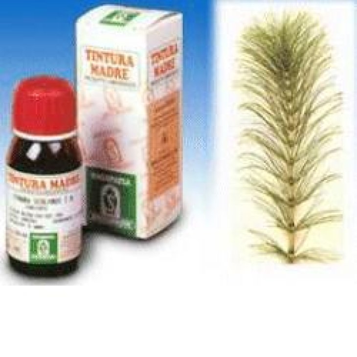 SP.EQUISETUM ARV. TM 50ml SP.EQUISETUM ARV. TM 50ml