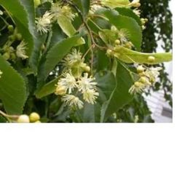 EIE TIGLIO Gtt 30ml EIE TIGLIO Gtt 30ml