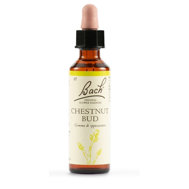 BACH 7 Chestnut Bud 20ml LKR BACH 7 Chestnut Bud 20ml LKR